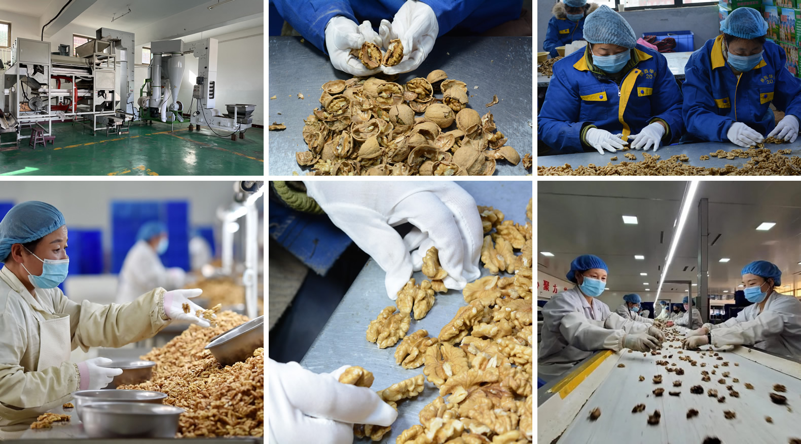 Walnut Kernels Production Line