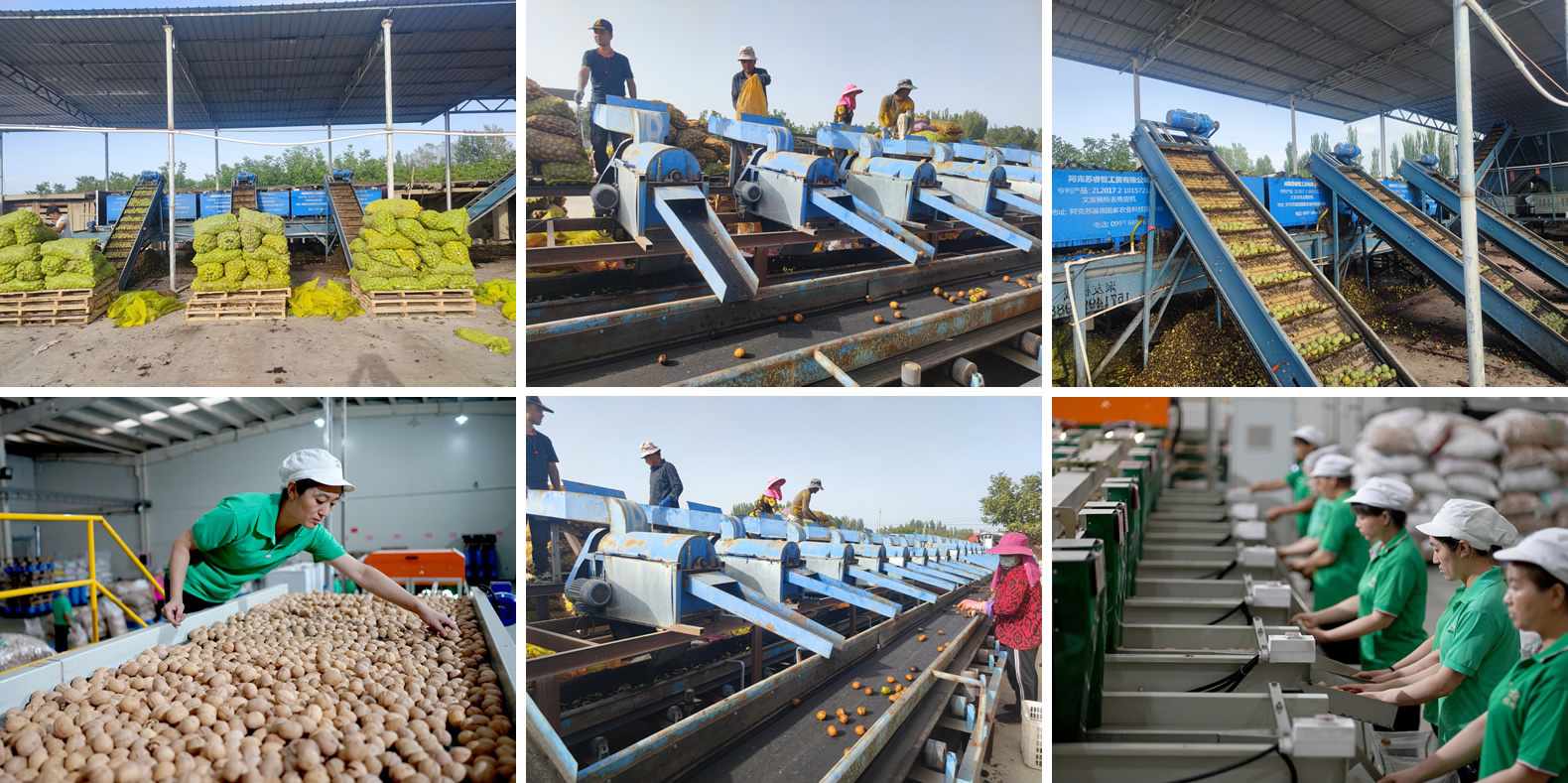 Walnut in Shell Production Line