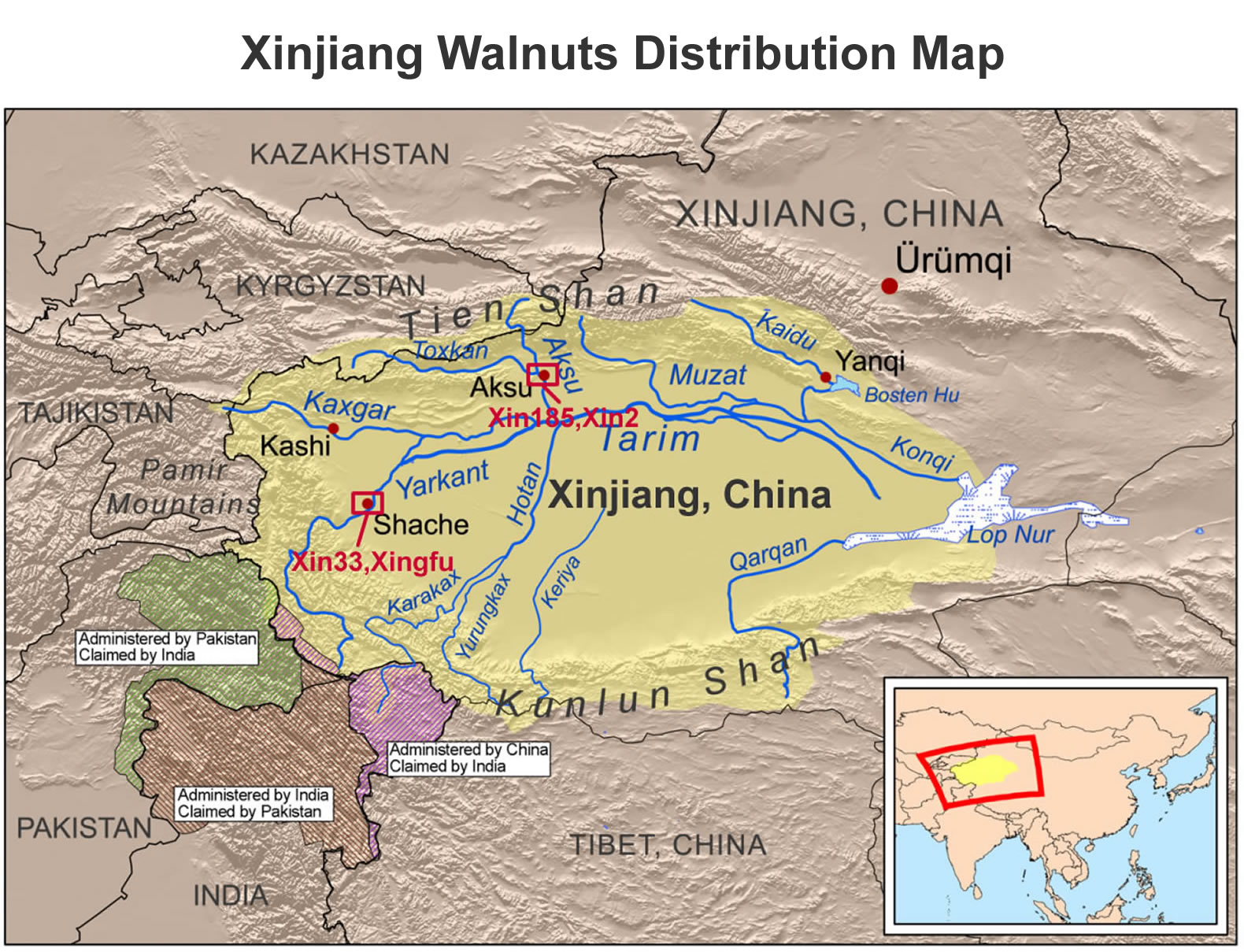 Xinjiang Walnuts