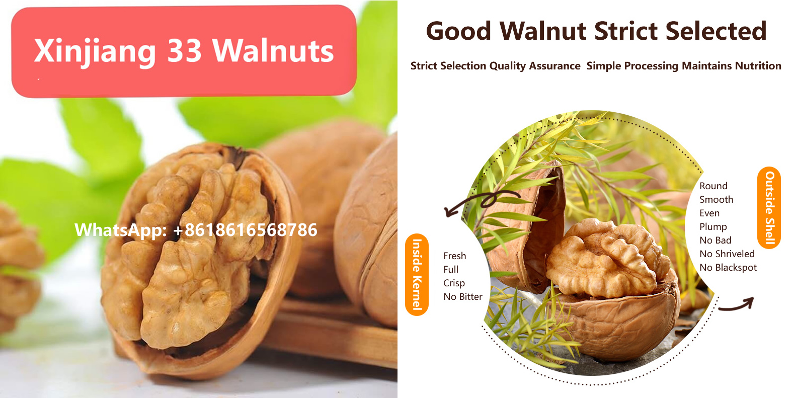 Xin33 Walnut in Shell Price