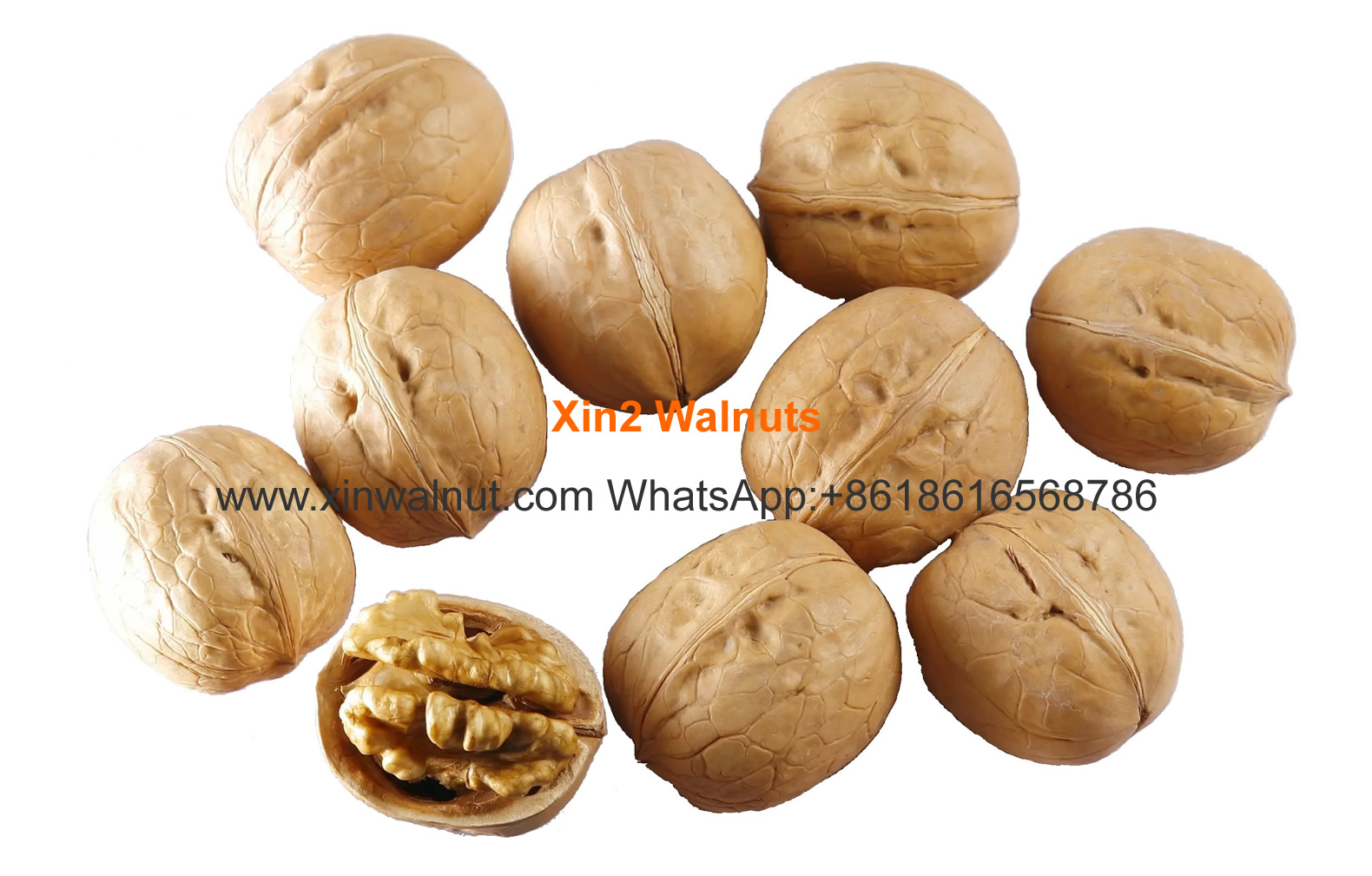 Xin2 walnut without shell