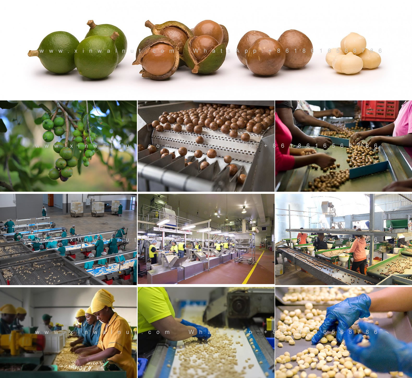 Macadamia Nuts Processing Line