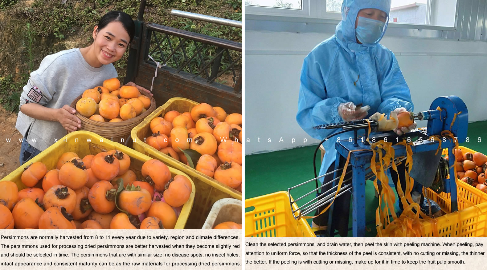 Gongcheng Dried Persimmon Korea