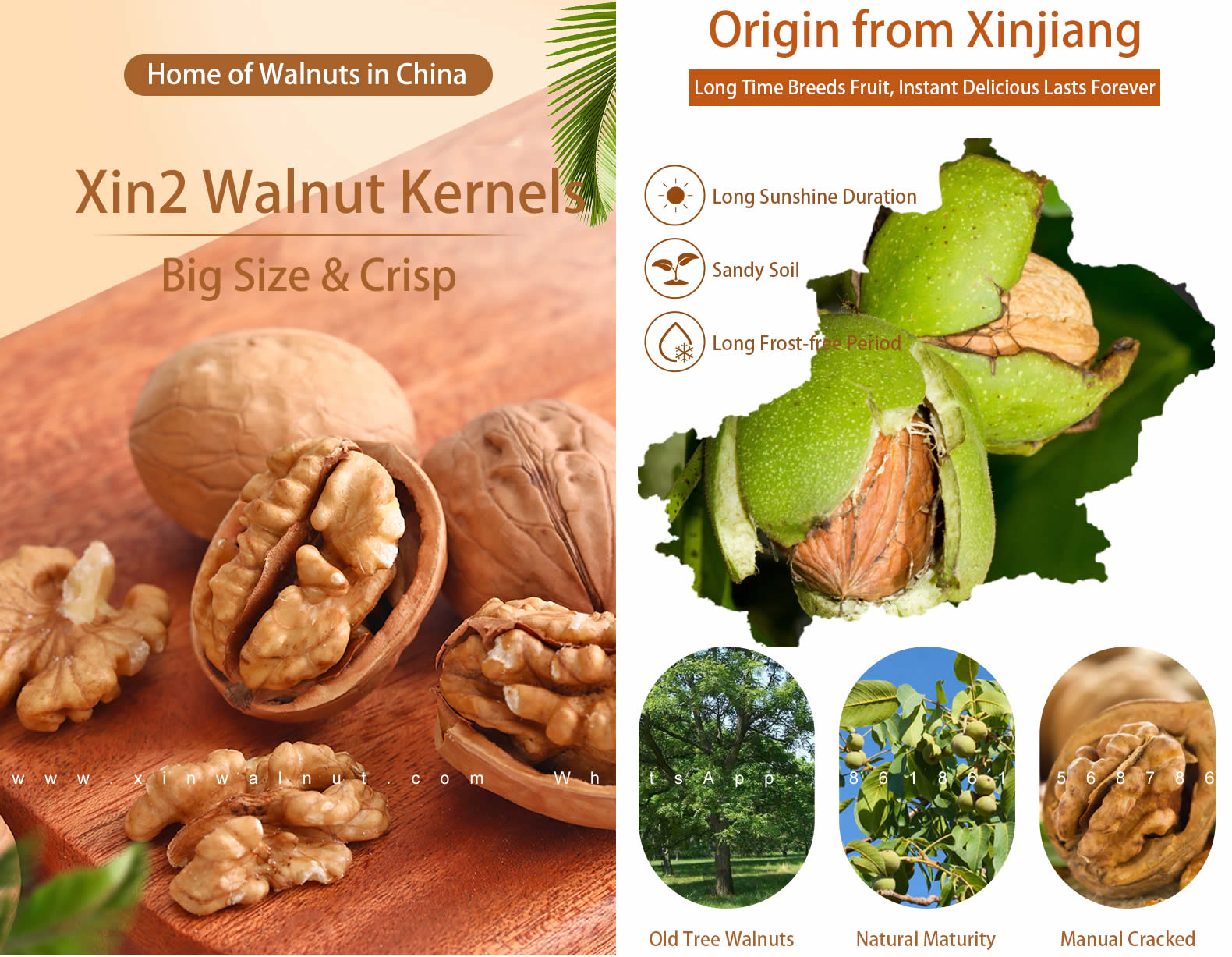 Xin2 Walnut Kernels Price Bulk